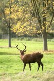 Stag in Autumn