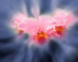 USA/Hawaii: Cattleya Orchid