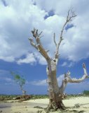 A dead mangrove tree, all that remains of a swamp cut down for firewood; Siargao Island, Mindanao, Philippines.
