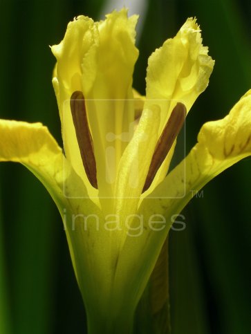 Flower of a Yellow Flag (Iris pseudacorus) just beginning to open