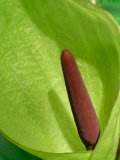 Close up of a Lords and Ladies (Arum maculatum) flower