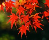 Maple leaves with autumn red colours; Miyajima Island, Hiroshima, Japan.