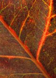 Detail of a leaf of a croton plant