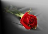 Red Valentine's Rose