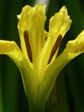 Flower of a Yellow Flag (Iris pseudacorus) just beginning to open