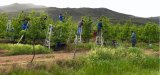 Farm labourers picking fruit trees in the Robertson Valley, Western Cape, South Africa, Africa: