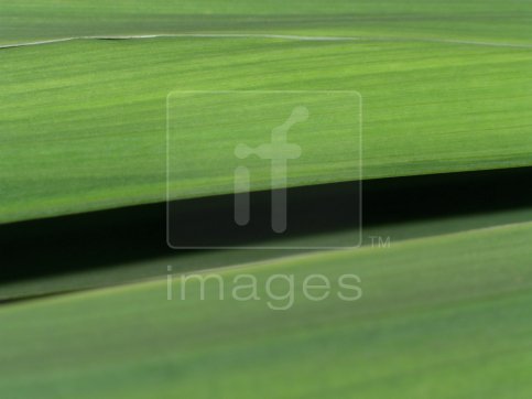 Abstract of two parallel leaves