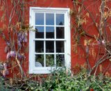 Sash window in red wall, with wisteria
