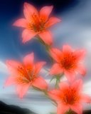 Flora: Canada/Rocky Mountains: Praire Lilies