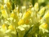 Common Toadflax flowers