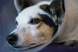 Sad Jack Russell dog with cone on head to stop it licking wound after operation.
