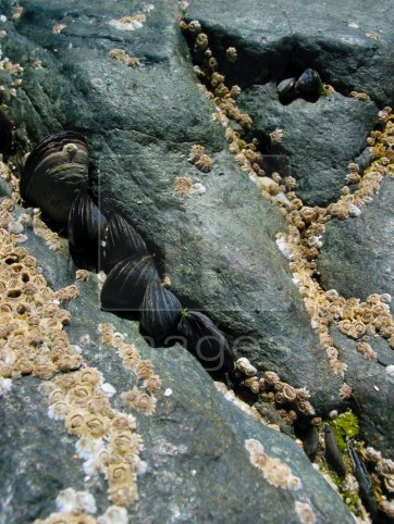 rocks and barnacles in the sun