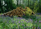 beech coppice with bluebells and logs