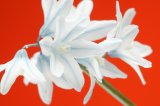 White flower with blue veins against a vivid red background