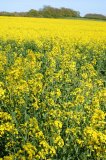 Field of rapeseed with close up of flowers, and trees in distance