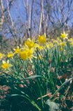 Wild daffodils in flower in spring; Dunsford Wood, Dartmoor National Park, Devon, Great Britain.