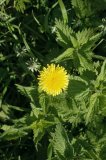 Dandelion amidst nettles and other plants on a grass verge