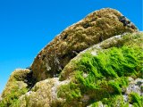 Rock, granite, seaweed, barnacles, St Ives, Porthmeor beach, Cornwall, England, UK.