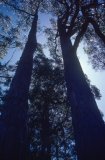 Eucalyptus trees silhouetted against the sun; nr Adelaide, South Australia, Australia