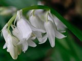 White Bluebell (Hyacinthoides non-scripta)