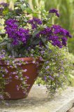 Flowering plants tumbling over side of teracotta plant pot in natural English/British garden setting