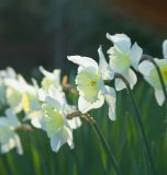 Garden daffodils in spring sunshine; Devon, Great Britain.