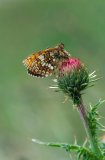 Heath Fritillary butterfly Italian Alps