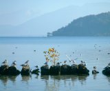 France, Lac Annecy, with autumn leaved maple, rocks and gulls,