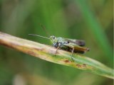 Common Field Grasshopper (Chorthippus brunneus) 