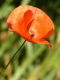 Flower of a Field Poppy (Papaver rhoeas)