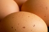 Brown eggs in horizontal close up