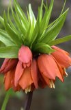 Close Up Of Crown Imperial Flower. UK.                               