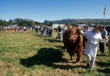 UK, Scotland, Strathclyde, Dalmally Highland Show, cattle judging
