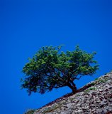 Abber Hills, North Wales, UK; view of tree growing on scree slope.