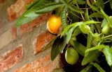 Passion fruit growin on tree with brick wall in background