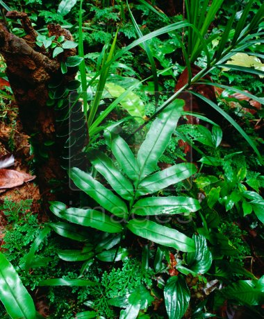 A mix of forest floor vegetation in a lowland tropical rainforest; Templer Park, near Kuala Lumpur, Malaysia.