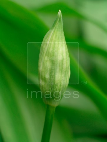 Ransom (Allium ursinum) bud 
