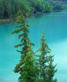Siberian spruce trees, Picea obovata, on the shore of Kanas Lake; Kanas Lake Nature Reserve, Altay Mountains, Xinjiang, northwest China.