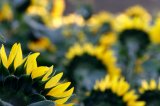 Helianthus annus, sunflowers.