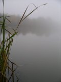 Lake in the fog, with reeds