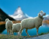 Switzerland/Vallais: Mountain Sheep with Matterhorn in background