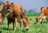 Jersey cattle, grazing