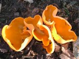 Orange Peel fungus (Aleuria aurantia)