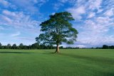 Solitary english elm tree in parkland