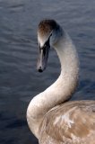 Juvenile Mute Swan, Cygnus olor.