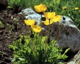 Flora: Yellow Poppies (lat: papaver) 