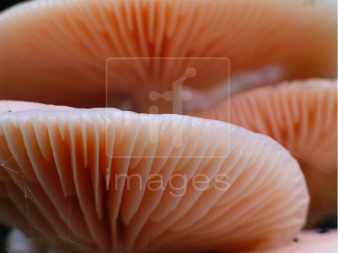 Close up of fungi, Rhodotus Palmatus
