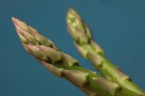 Two asparagus tips, uncooked, against a blue background