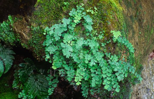 A maidenhair fern grown on damp rocks in the forest; Yushan National Park, Taiwan.