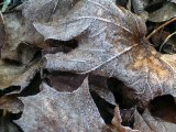 Frost on Norway Maple leaves